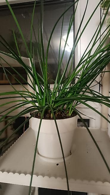 Комнатные растения в горшках 1) Хлорофитум «паучок» (на фото в белом