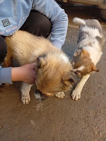 акина ину: Алабай, 3 месяца, Самец, С прививкой — 3