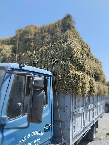 Сено в тюках - Кормовое сено в прессованных прямоугольных тюках -