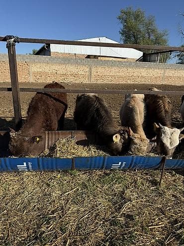 Үй жаныбарлары: Сатам | Бука (эркек) | Аргын | Бордоп семиртүү үчүн — 3