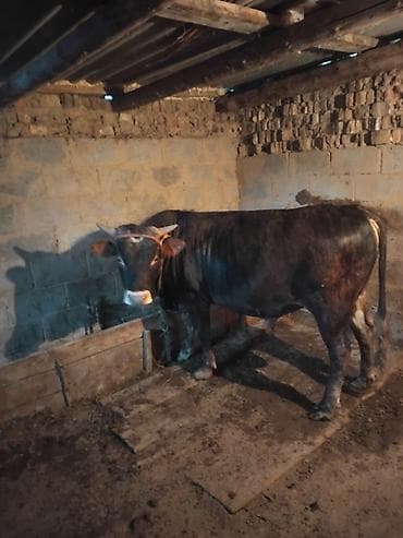 Продаю | Бык (самец) | На откорм | Привязанные at lalafo.kg Продаю | Бык (самец) | На откорм | Привязанные