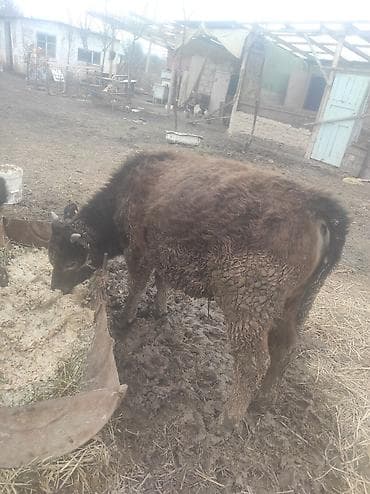 гусь купить: Продаю | Тёлка | На откорм | Привязанные — 4