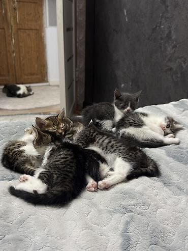 Котята домашние, короткошёрстные, окрасы: серо-белый биколор и