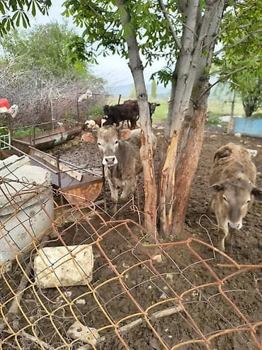 живые рыбки: Продаю | Музоо, торпок | Полукровка | На откорм — 4