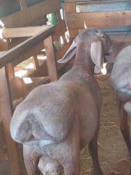 дом для животных: Кочкоры Арашаны линия Широкого разрез хвоста есть 5 месец по матери — 18