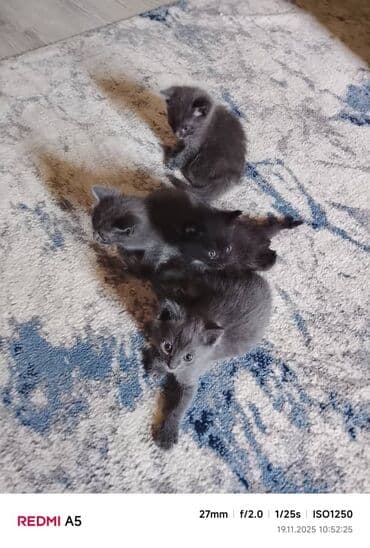 отдам кошку в добрые руки: Очаровательные котята с дымчато‑серой и чёрной шерсткой. - Помёт из — 4