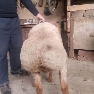 хомяк домашний купить: Продаю | Баран (самец) | На забой | Осеменитель — 4