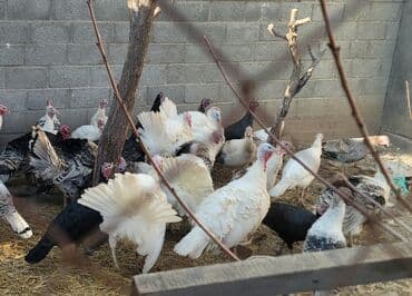 продажа кормов для сельскохозяйственных животных: Продаю | Индюшка (самка), Индюк (самец), Индюшата | На забой, Для разведения — 9