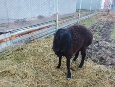 молодой: Продаю | Баран (самец) | Эдильбаевская | Для разведения — 4
