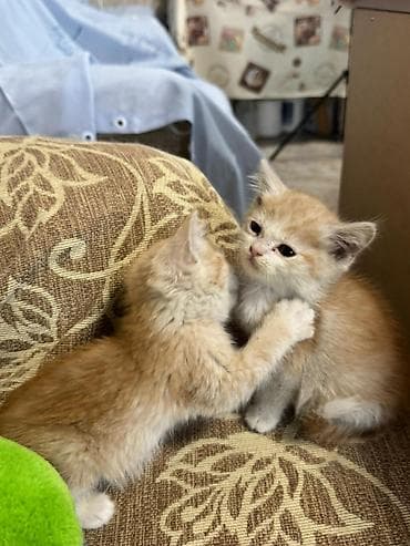 манчкин котенок: ОТДАМ В ДОБРЫЕ РУКИ! Только ответственным людям в хорошие условия! — 10