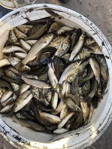 куплю рыбу: Малек рыбы для зарыбления водоёмов - карп (в т.ч. зеркальный) — 2