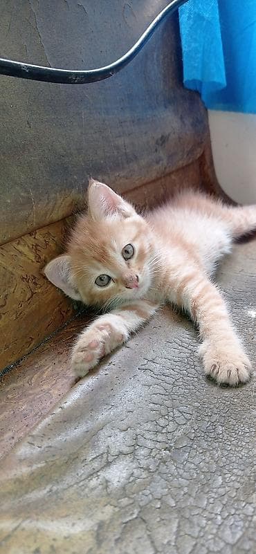 Продажа кошек: Котята от домашней кошки-скоттиш-фолд (вислоухая, рыжая — 7