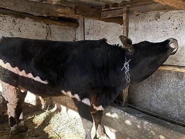 Аквариумдар: Сатам | Бука (эркек) | Бордоп семиртүү үчүн | Байланган — 3