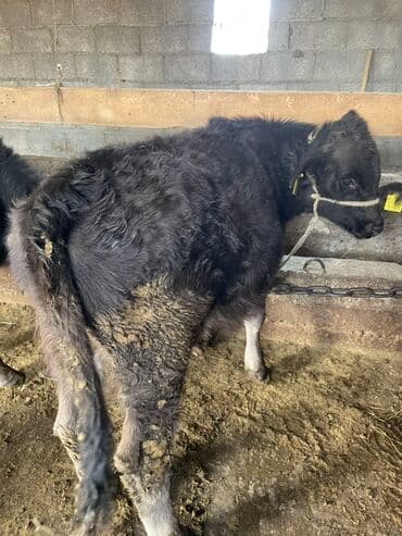 карова дойных: Сатам | Бука (эркек) | Бордоп семиртүү үчүн | Байланган — 3