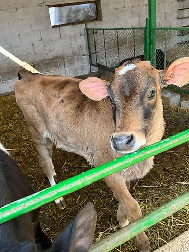 каракол собаки: Сатам | Кунаажын | Швиц | Бордоп семиртүү үчүн | Байланган — 1