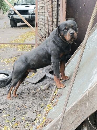 Ротвейлер, 2 года, Самец