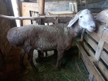 Продам с/х животных: Продаю | Баран (самец) | Арашан, Полукровка — 2