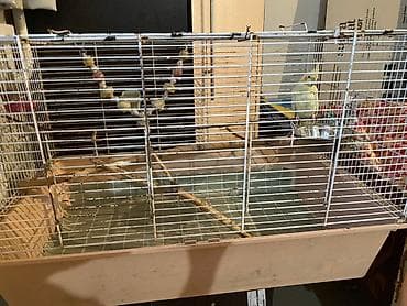 поставщики кормов для животных бишкек: Нимфа (корелла) светло-жёлтого окраса с хохолком и оранжевыми — 3