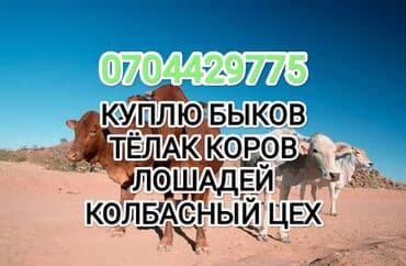 Куплю | Коровы, быки, Лошади, кони | На откорм, Любое состояние, Забитый — 1