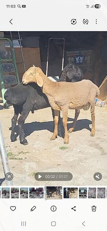 кошка породистый: Продаю | Баран (самец) | Эдильбаевская, Арашан, Гиссарская | Для разведения | Племенные, Осеменитель — 1