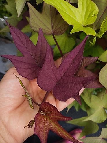 картошка семеная: Ипомея батат (Ipomoea batatas) — декоративные сорта для клумб, кашпо и — 8