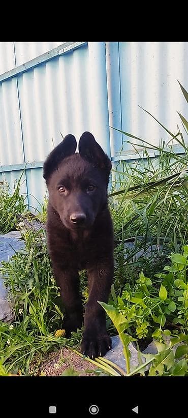 русский спаниэль: Дата рождения 13 февраля! Щенки прошли активацию в клубе, получены — 7