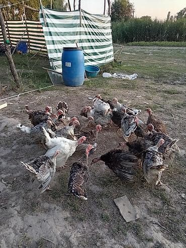 Животные: Продаю | Индюшата | Для разведения — 8