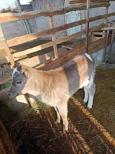 скот продаю: Теленок, серо-белый, с яркими белыми отметинами на лбу и ногах — 7