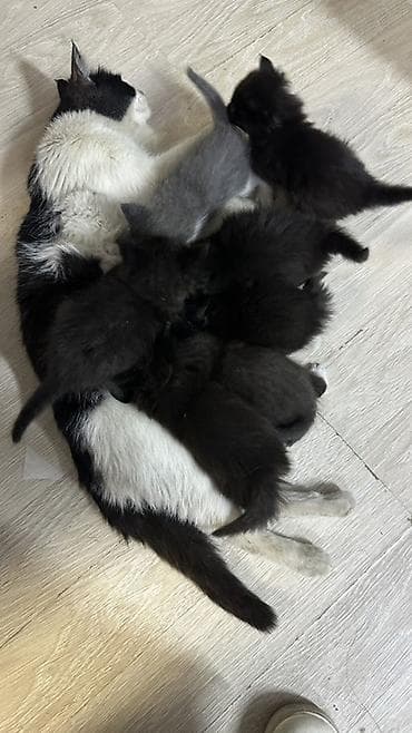 племенной: Отдам в добрые руки 7 очаровательных котят. Им уже больше месяца — 2