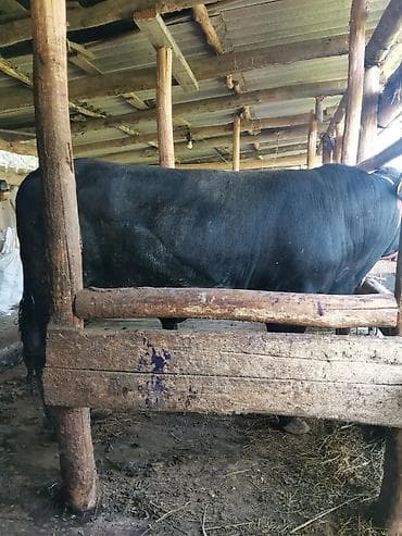 крупные собаки: Продаю | Бык (самец) | Абердин-ангус | Для разведения | Осеменитель — 6