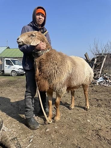 кой кисар: Продаю | Овца (самка) | Арашан | Для разведения | Осеменитель — 5