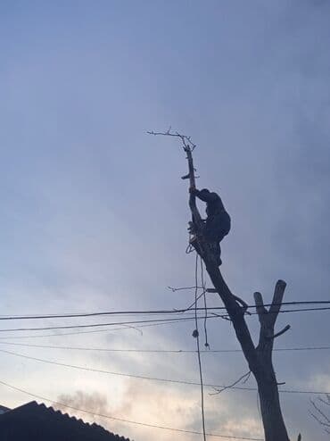 тополы тополя: Тополь карагач и другие е пилим покупаем сами пилим и самовывоз спилим — 1