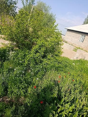 кызыл кыштак: 6 соток, Курулуш — 4