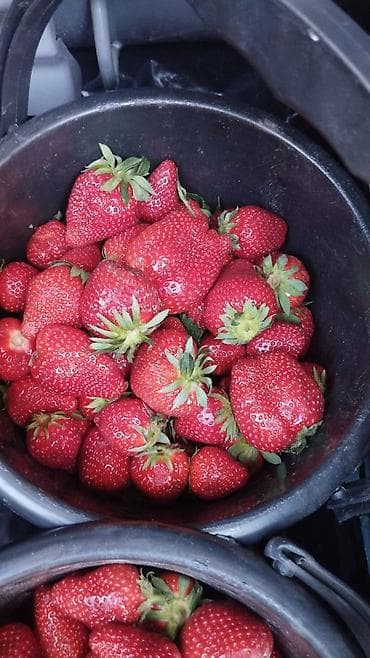 молоко коровье: Клубника — 2