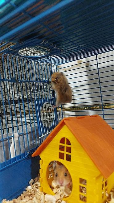 животные птицы: Большая двухэтажная клетка всего за 1400 сом. любая на выбор. хомячки — 8