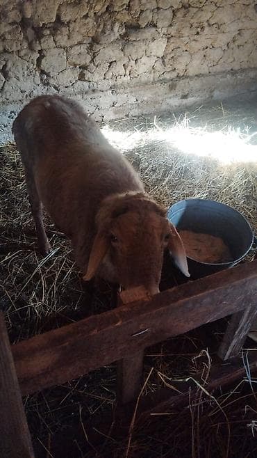 Ветеринар кызматы: Сатам | Ургаачы кой (ургаачы) | Аргын | Көбөйтүү үчүн | Ургаачы — 6