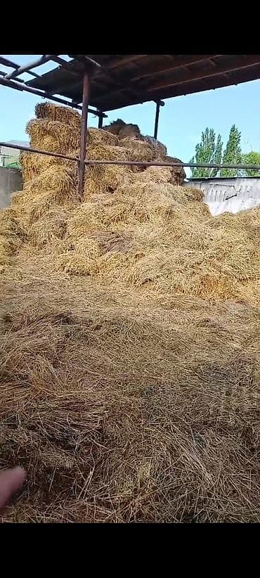 свекла кормовой: Отдам даром, Бекер берем.Сено/солома навалом. - Натуральная заготовка — 1