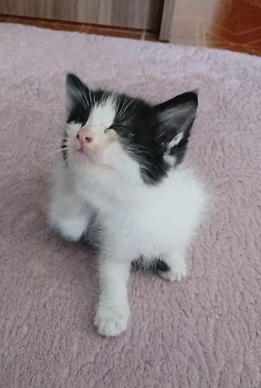Котёнок, чёрно‑белый окрас (маска и «носик» с белой полоской) at lalafo.kg Котёнок, чёрно‑белый окрас (маска и «носик» с белой полоской)