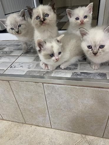 кошки шотландские: Продаю котят Скотти- страйк с голубыми глазами и дымчатыми — 4