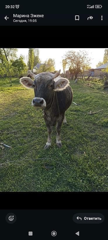 продажа орловских жеребят: Продаю | Корова (самка) | Привязанные — 1