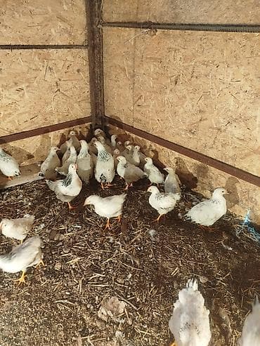 дакан цыпленок: Продаю | Цыплята | Для разведения — 6