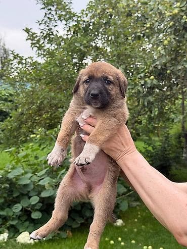 акита собака: Собака даром: 1 месяц, Самец, С прививкой — 2