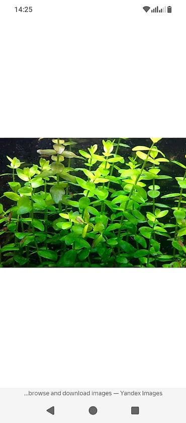 сазан живой: Продаю аквариумные растения,сытняк живородящий,30 сом отросток,бакопа — 2