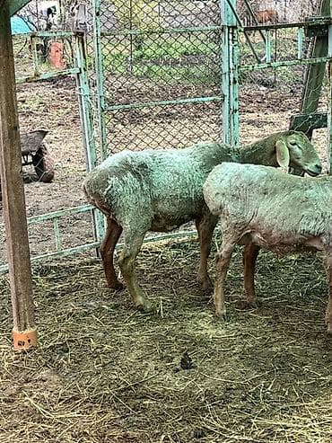 туки сена: Продаю | Овца (самка) | На забой, Для разведения | Племенные — 4