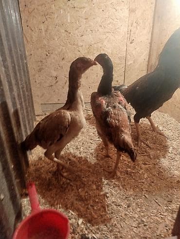 арашан ко: Дакан мекиштер сатылат активный алмашу жолдору бар адрес Заря Тынчтык — 3