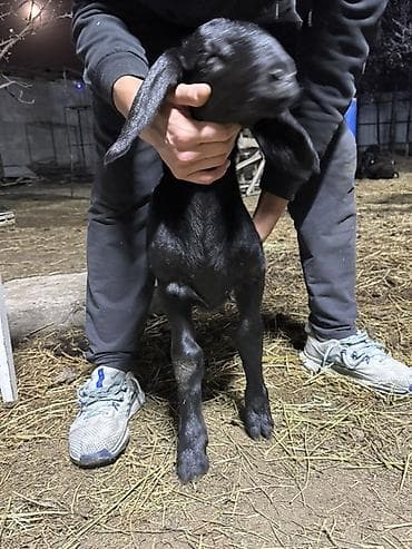 отдам попугая: Продаю | Козлёнок | Для разведения | Племенные — 1