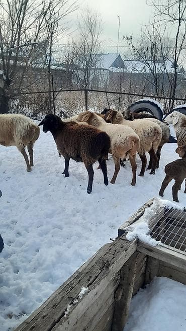 скупка животных: Продаю | Овца (самка) | Полукровка | Для разведения | Племенные — 10