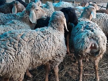 Үй жаныбарлары үчүн товарлар: Сатам | Кочкор (эркек) | Гиссар | Союуга — 6