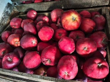 семеренка алма: Яблоки Превосходное, Оптом — 2