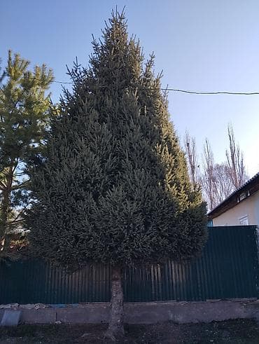 строительные лестницы: Ель (садовое дерево) - Порода: ель/еловое дерево с плотной — 4